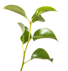 branch of a pear tree with green leaves. Isolated on white background