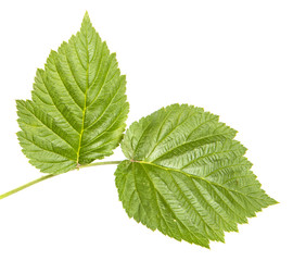 Fototapeta na wymiar green leaf raspberry. Isolated on white background