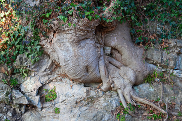 Fototapeta na wymiar A large root clinging to the rock