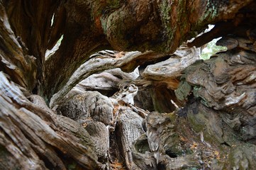 The oldest olive tree in Zakynthos (Exo Hora).