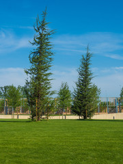 Decorative trees in the city park