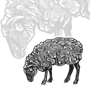 Sheep - realistic black and white vector illustration. Cute farm animal image in profile in engraving style. Portrait side view, graphic design element for logo or template.