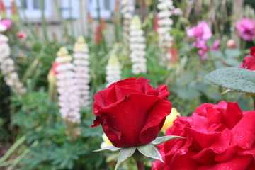 Rose du jardin fleuri