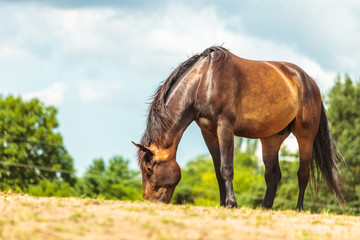 Fototapeta premium Brown wild horse on meadow idyllic field