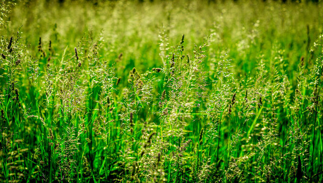 trawy zielone