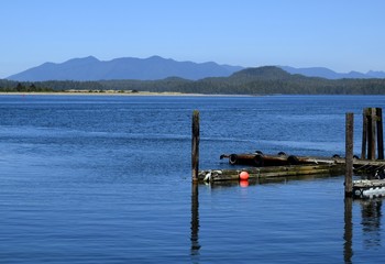 Fototapeta premium View across the bay towards islands and Mountains,, seen from Tofino, Vancouver Island 