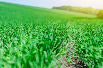 Young winter wheat grows in a field in even rows. Bottom view.