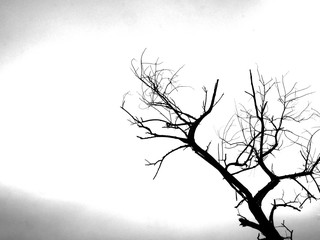 Black and white photos, trees and branches