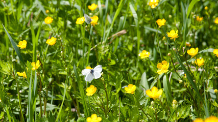 flowering Buttercup and butterfly