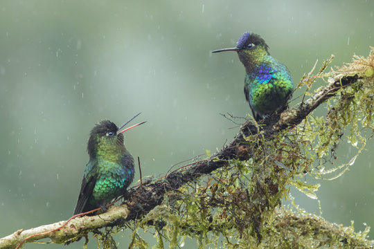 Two Fiery Throated Hummingbird perched in the rain talking
