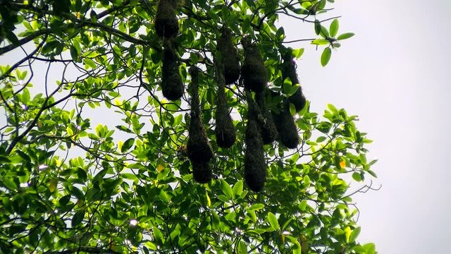 Crested oropendola nests in its natural habitat in the tropic.  The crested oropendola also known as the Suriname crested oropendola or the cornbird is a New World tropical icterid bird. It is a resid