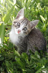 Portrait of small cute kitten. Pet looks at camera among the green grasses. Top view. Copy space