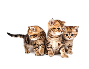 Fototapeta na wymiar British short hair kittens.