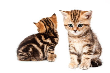 British short hair kittens.