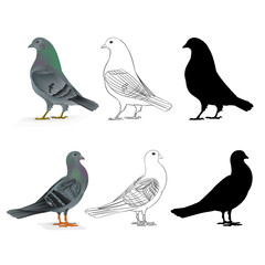 Pigeons Carriers  domestic breeds sports birds natural and outline and silhouette vintage  set two vector  animals illustration for design editable hand draw
