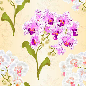 Seamless texture branches orchid Phalaenopsis white and purple-white flowers tropical plants green stem and buds and leaves  vintage vector botanical illustration for design editable hand draw