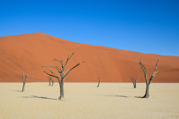Trees at Deadvlei (Namibia)
