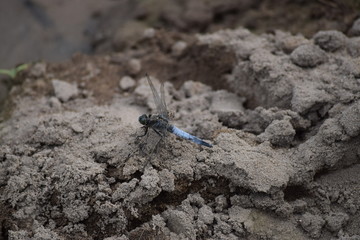 blue Dragonfly