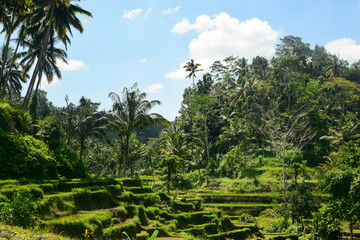 Fototapeta na wymiar Rice fields in Bali (Indonesia)