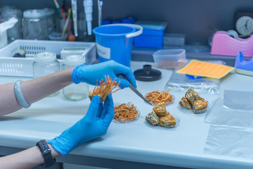 Asian scientist working in the lab,Thailand people,Experiment science and calculate the value,Researchers are research to find the results the experiment,Learn how to cultivate Cordyceps gold