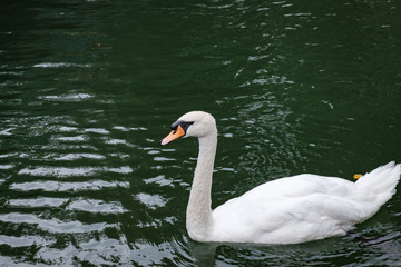One white swan on lake green water in the wild. Beautiful graceful swan swimming in a pond