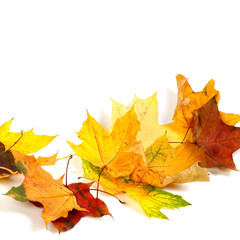 Naklejka na ściany i meble Autumn dry maple leafs isolated on white background