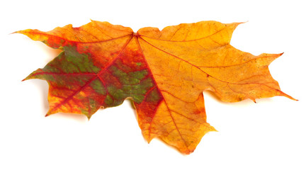 Multicolor autumn maple leaf