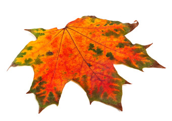 Bright multicolor autumn maple-leaf