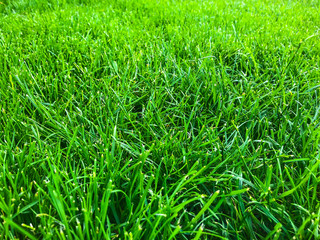 Green grass lawn closeup