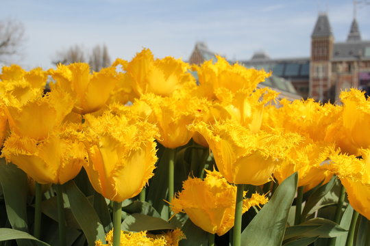 AMSTERDAM, NETHERLANDS Rijksmuseum National Museum with yellow tulips . Amsterdam, Netherlands