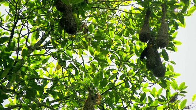 Crested oropendola in its natural habitat in the tropic.  The crested oropendola also known as the Suriname crested oropendola or the cornbird is a New World tropical icterid bird. It is a resident br