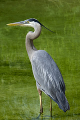 Great Blue Heron in Wetlands