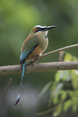 Fototapeta premium Turquoise-browed motmot perched in Costa Rican rainforest tree