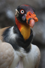 Profile of a King Vulture - Bird of prey