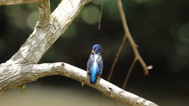 Blue-eared Kingfisher (Alcedo meninting) on a branch tree.