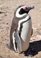 Obraz premium Magellanic penguin at Peninsula Valdez (Argentina)