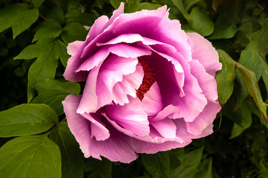 blowsy pink peony