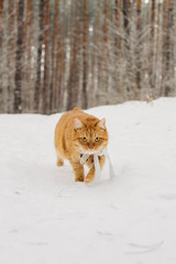 red cat walking in the winter forest