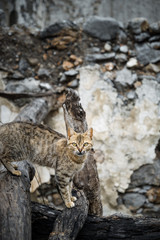 Cats 