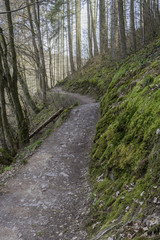 Fototapeta premium Trail through spring woodland