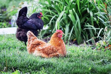 Brown and black chicken in  garden near  bush of flowers. Breeding of poultry_