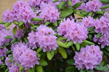 Rhododendron blüht rosa