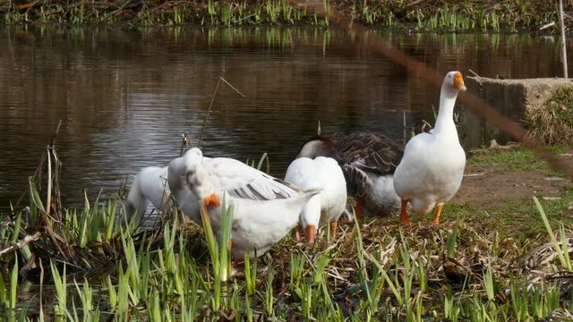 A flock of white geese swims in the summer on the mirror surface of the pond in the park in search of food. Birds in the wild nature.