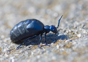 A Violet Oil Beetle, size 30 mm, latin name: Meloe violaceus. At Borgholm on the island Oland, Sweden