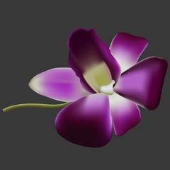 Fototapeta na wymiar Realistic vector orchid.