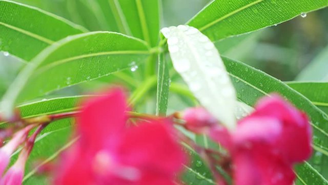 pink Nerium oleander flower after rainy day. close-up, 4k