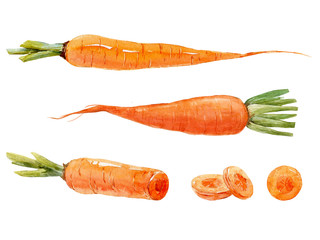 Watercolor carrot set
