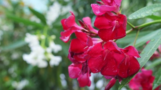 pink Nerium oleander flower after rainy day. close-up, 4k