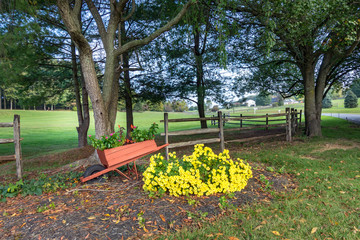 Fall Themed Wheelbarrow and Flowers