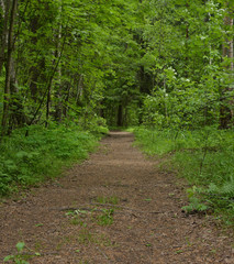 Footpath in the wood situated near Moscow - the beginning of summer